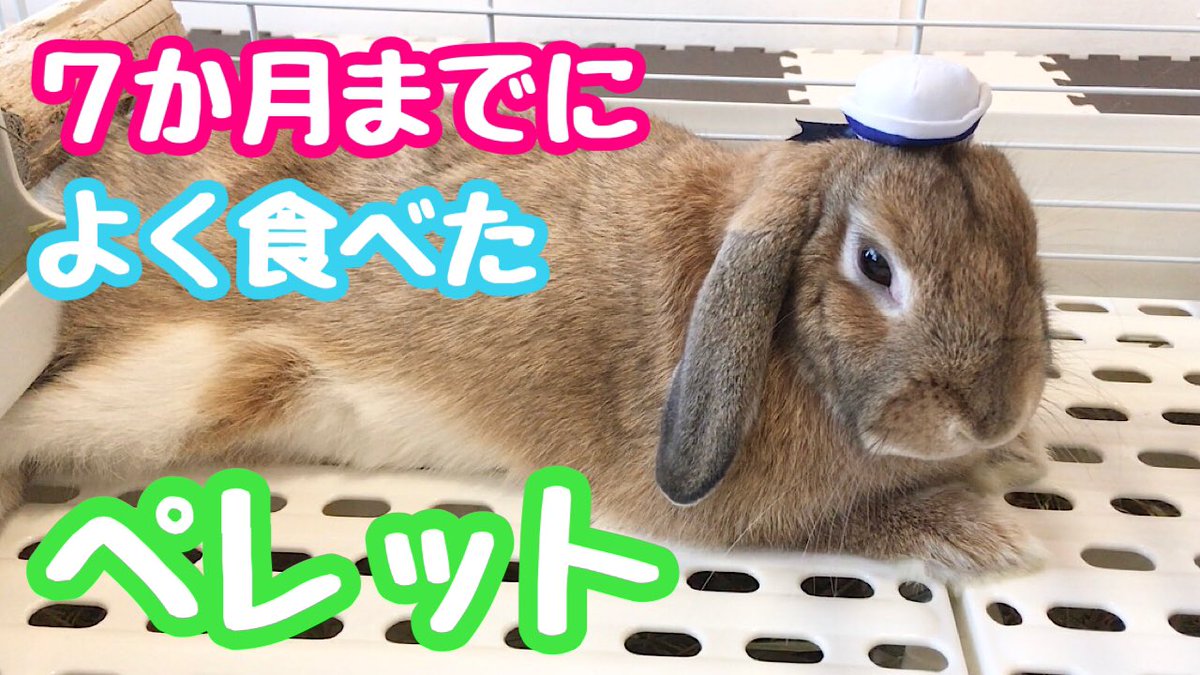 仔うさぎ ট ইট র অন সন ধ ন 仔うさぎ ট ইট র অন সন ধ ন