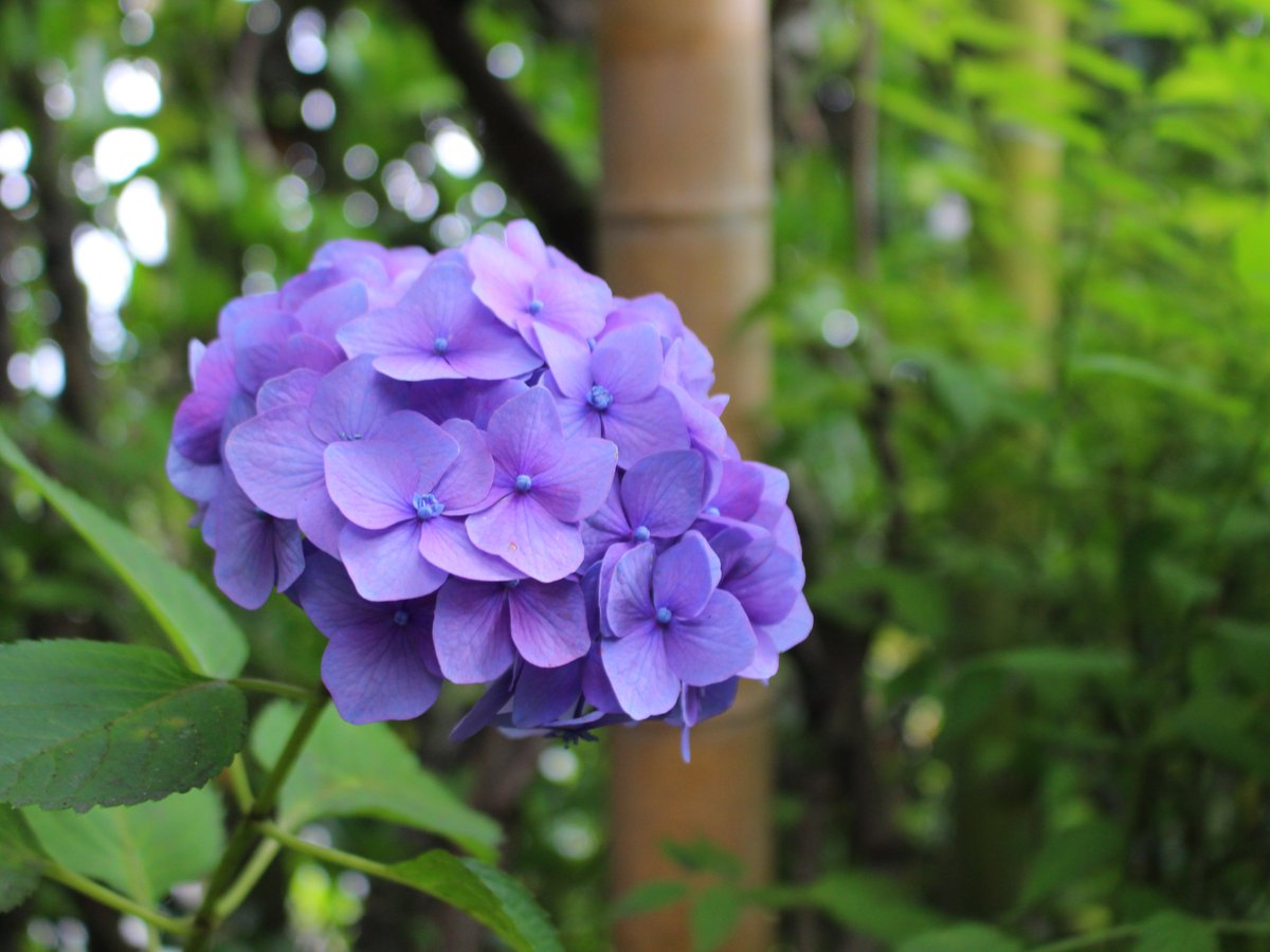 旅館 長瀞 花のおもてなし 長生館 当館のあちこちで梅雨を彩る紫陽花が見頃を迎えています ご存じの方も多いかもしれませんが 紫陽花の花びらだと思われているところは実は花びらではなく ガク その４枚のガクの中央にある点のようなものがお花です