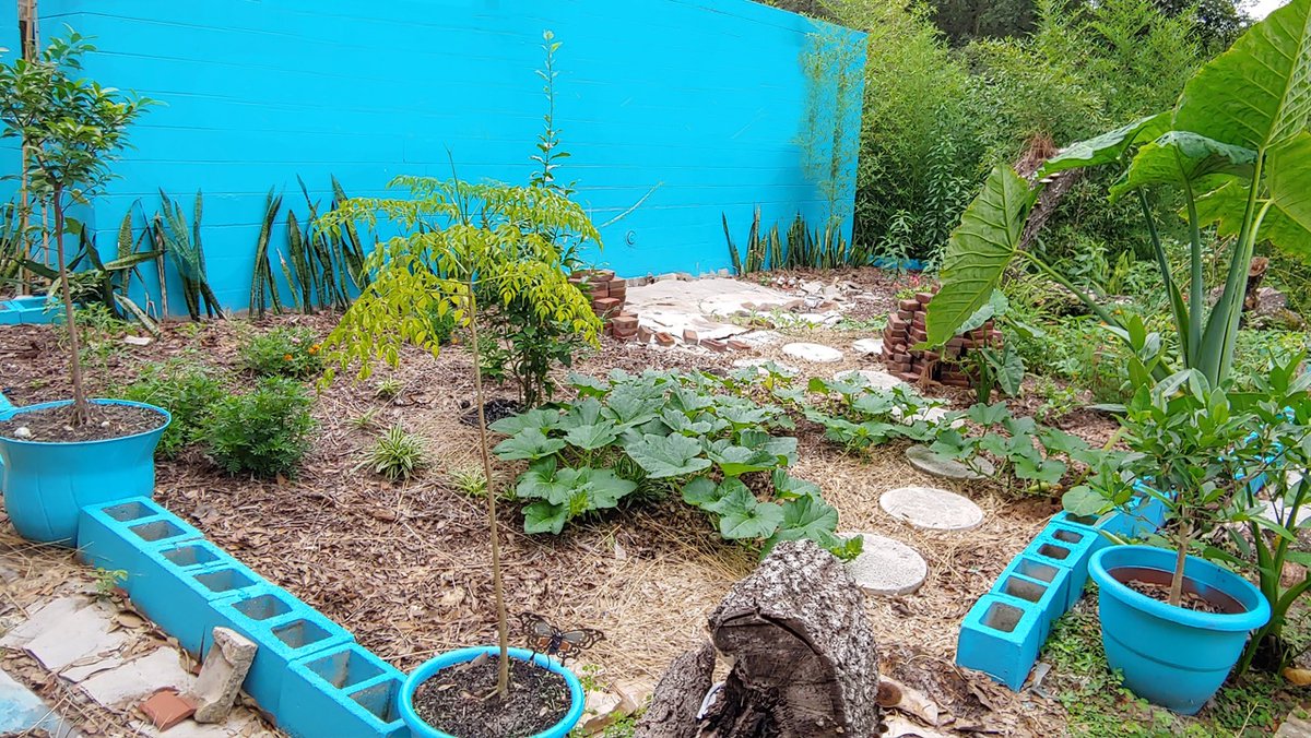 i_like_journey's tweet photo. My what supposed to be flower bed has been taken over by watermelons, butternut squashes, tomatoes - all volunteers
#permaculture #Florida #JUNGLE #vegetables #orgainic https://t.co/qturgU47zN