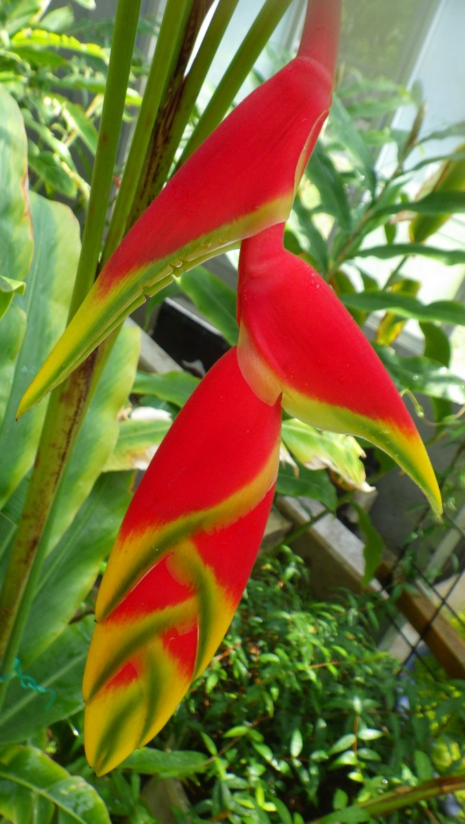 Uzivatel 新潟県立植物園 Na Twitteru 南国カラー 熱帯植物ドーム水辺のエリア付近に ヘリコニア ロストラータ が咲き始めました 南国らしい赤から黄色へのグラデーションが鮮やかな苞を持つオウムバナ科の植物です これから徐々に開いていきます ぜひご覧
