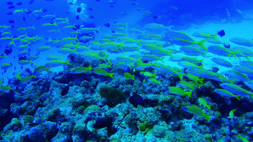 SeaCleanse's tweet image. Keep the sea clean for you and me!!