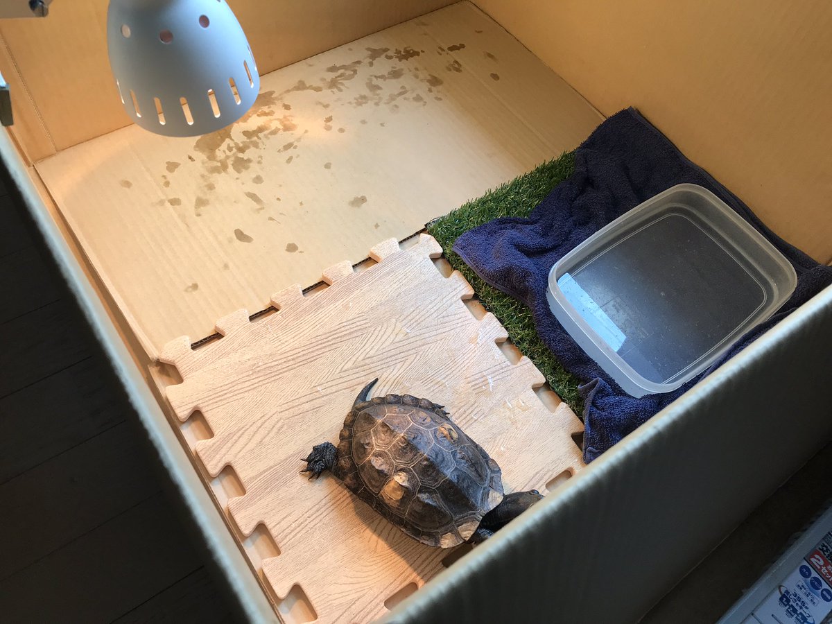 クサガメたわし 家の構造上 窓から入る直射日光タイムが短いので間接日光 ライトで補助のスタイルで2時間ほど紫外線補給を試しました 水分補給用の水も設置されましたが ダンボールが濡れてふやけてしまうので足元は全面に何か敷く必要がありそうです クサガメたわし 家の構造上 窓から入る直射日光タイムが短いので間接日光 ライトで補助のスタイルで2時間ほど紫外線補給を試しました 水分補給用の水も設置されましたが ダンボールが濡れてふやけてしまうので足元は全面に何か敷く必要がありそうです