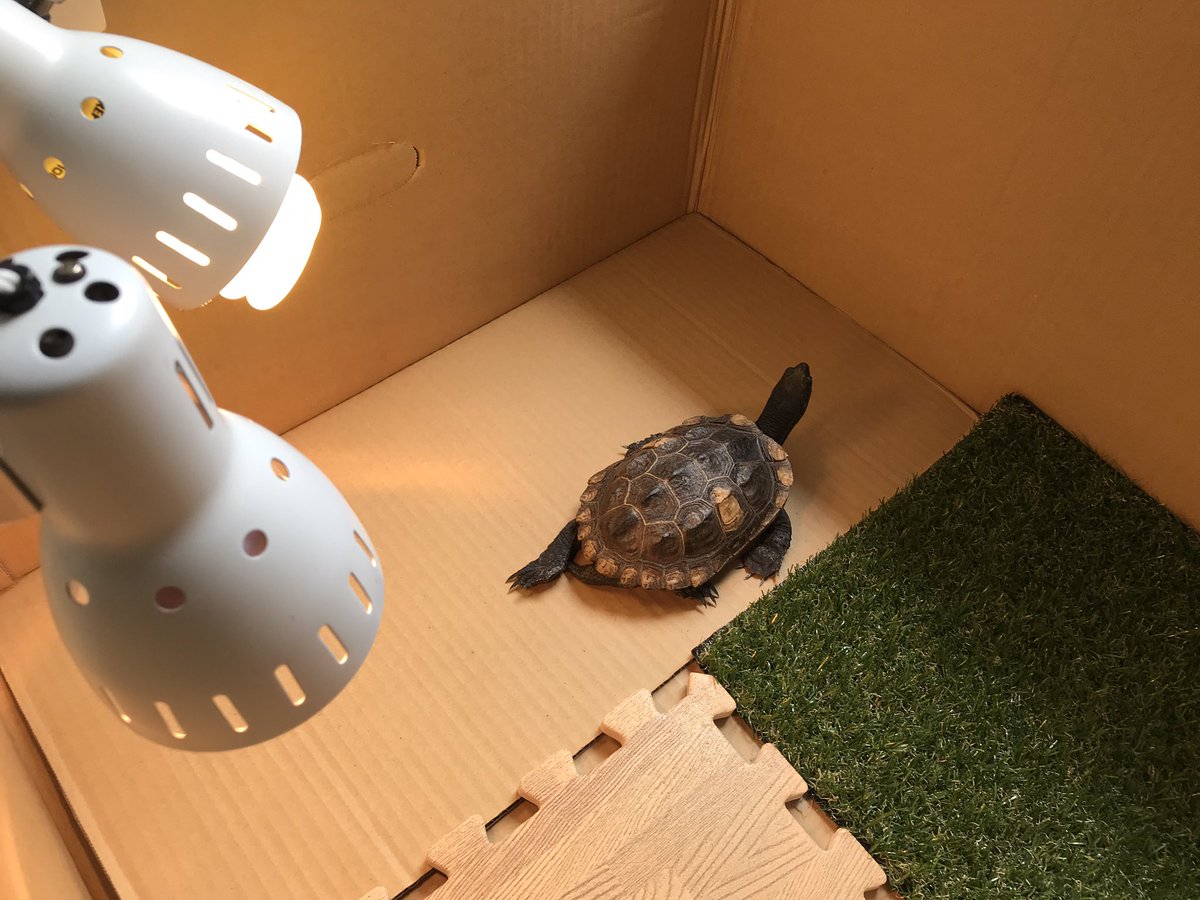 クサガメたわし 家の構造上 窓から入る直射日光タイムが短いので間接日光 ライトで補助のスタイルで2時間ほど紫外線補給を試しました 水分補給用の水も設置されましたが ダンボールが濡れてふやけてしまうので足元は全面に何か敷く必要がありそうです クサガメたわし 家の構造上 窓から入る直射日光タイムが短いので間接日光 ライトで補助のスタイルで2時間ほど紫外線補給を試しました 水分補給用の水も設置されましたが ダンボールが濡れてふやけてしまうので足元は全面に何か敷く必要がありそうです