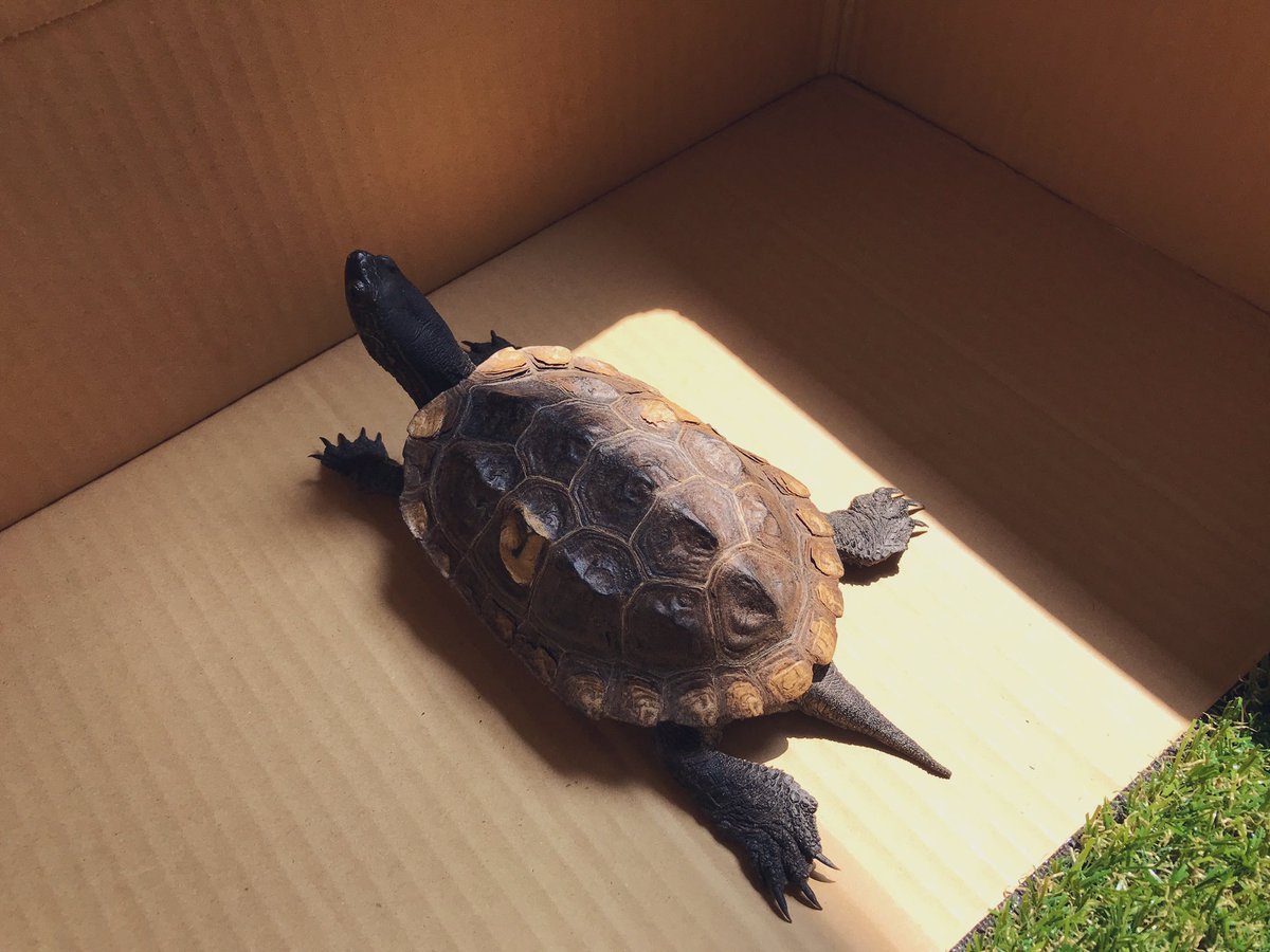 クサガメたわし 家の構造上 窓から入る直射日光タイムが短いので間接日光 ライトで補助のスタイルで2時間ほど紫外線補給を試しました 水分補給用の水も設置されましたが ダンボールが濡れてふやけてしまうので足元は全面に何か敷く必要がありそうです クサガメたわし 家の構造上 窓から入る直射日光タイムが短いので間接日光 ライトで補助のスタイルで2時間ほど紫外線補給を試しました 水分補給用の水も設置されましたが ダンボールが濡れてふやけてしまうので足元は全面に何か敷く必要がありそうです