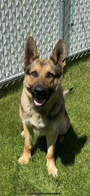 BulletproofTMG's tweet photo. Great news: #PSDAres assisted in the safe apprehension of robbery suspects, located stolen property and a firearm. #PSDKal did a confirmation track from a stolen Oncoming automobile and located evidence on the way #teamwork via @PAPSK9 #k9 #RoleModels https://t.co/1fP1T1o3SL