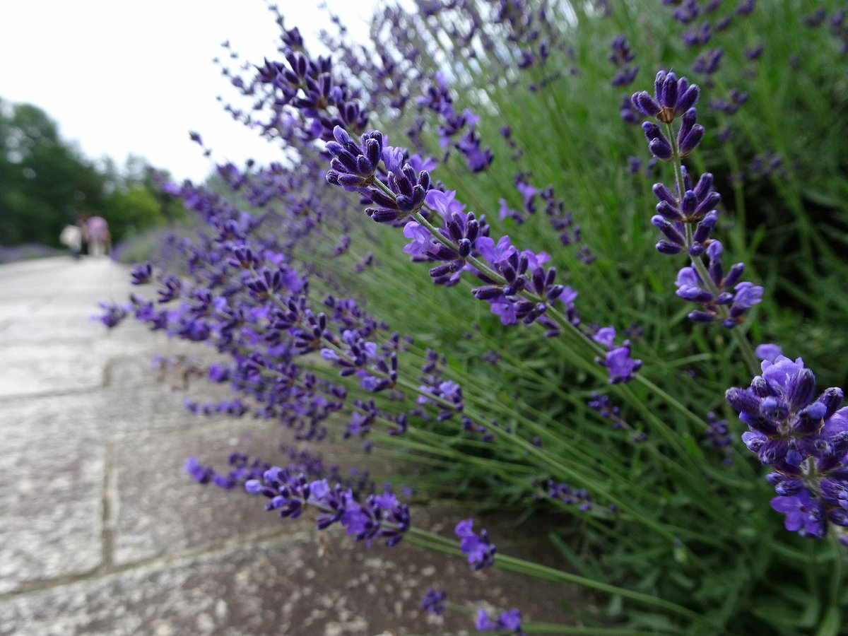 石神の丘美術館 花とアートの森 ラベンダーの開花がはじまりました 通路沿い 日当たりのよい場所からラベンダーが開花し始めました 0 5分 1分咲きといった感じです