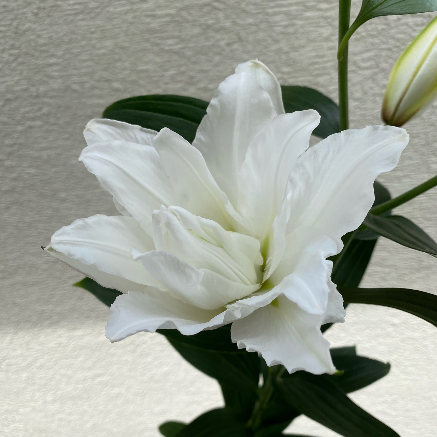 Follow メリーpopo百合マニアlilyselect S Merry Popo39 Latest Tweets Twitter