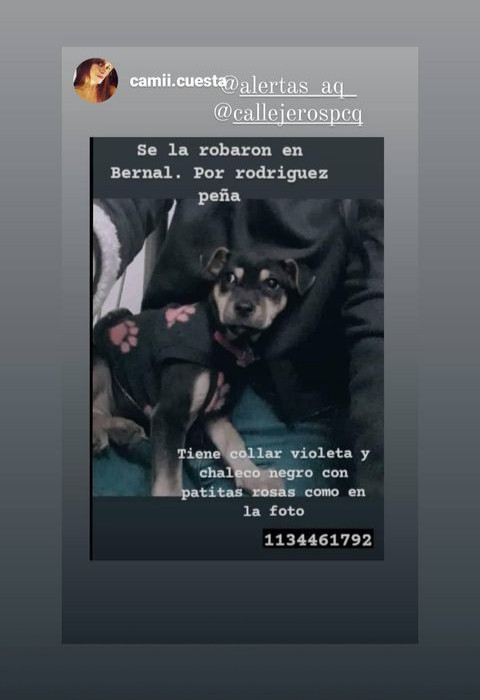 jimenadequilmes's tweet photo. DIFUNDIR POR FAVOR, PARA QUE ESTA ANGELITA PUEDA REENCONTRARSE CON SU FAMILIA LO MÁS PRONTO POSIBLE!!!💞🤗💓💖 Desde ya, muchas gracias!!! 🐶😉#Quilmes #Bernal #PerraRobada #GenteRota #NoAlMaltratoAnimal https://t.co/kppDmO95Fu