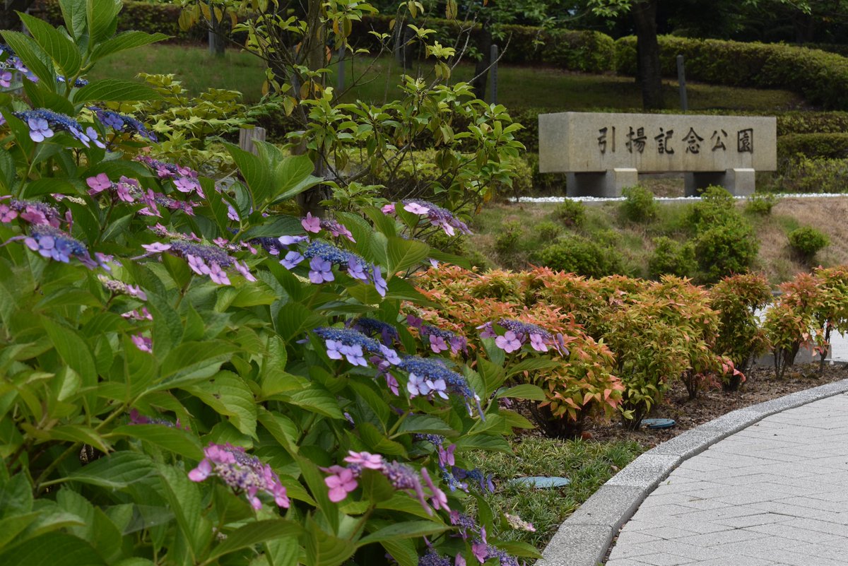 舞鶴引揚記念館 V Twitter 舞鶴引揚記念館 引揚記念館のアジサイも綺麗に咲いています 記念館から約10分の舞鶴自然文化園のアジサイも見頃かと思います アジサイ園の開園は 下記の通りです 令和3年7月2日 金 まで 入園料 大人500円 詳しくは T Co 舞鶴引揚記念館 V Twitter 舞鶴引揚記念館 引揚記念館のアジサイも綺麗に咲いています 記念館から約10分の舞鶴自然文化園のアジサイも見頃かと思います アジサイ園の開園は 下記の通りです 令和3年7月2日 金 まで 入園料 大人500円 詳しくは T Co