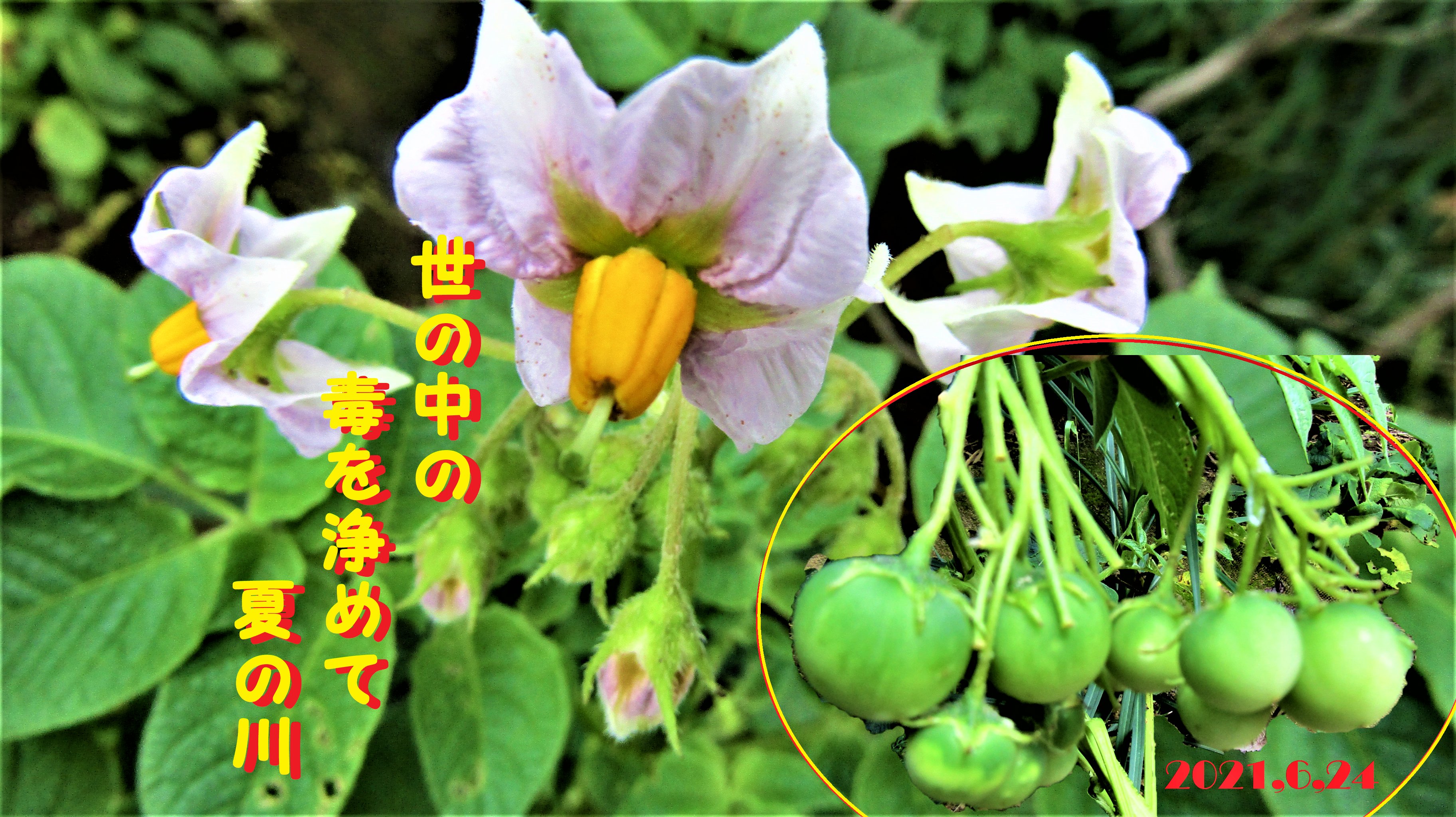 馬鈴薯の花 Twitter Search Twitter