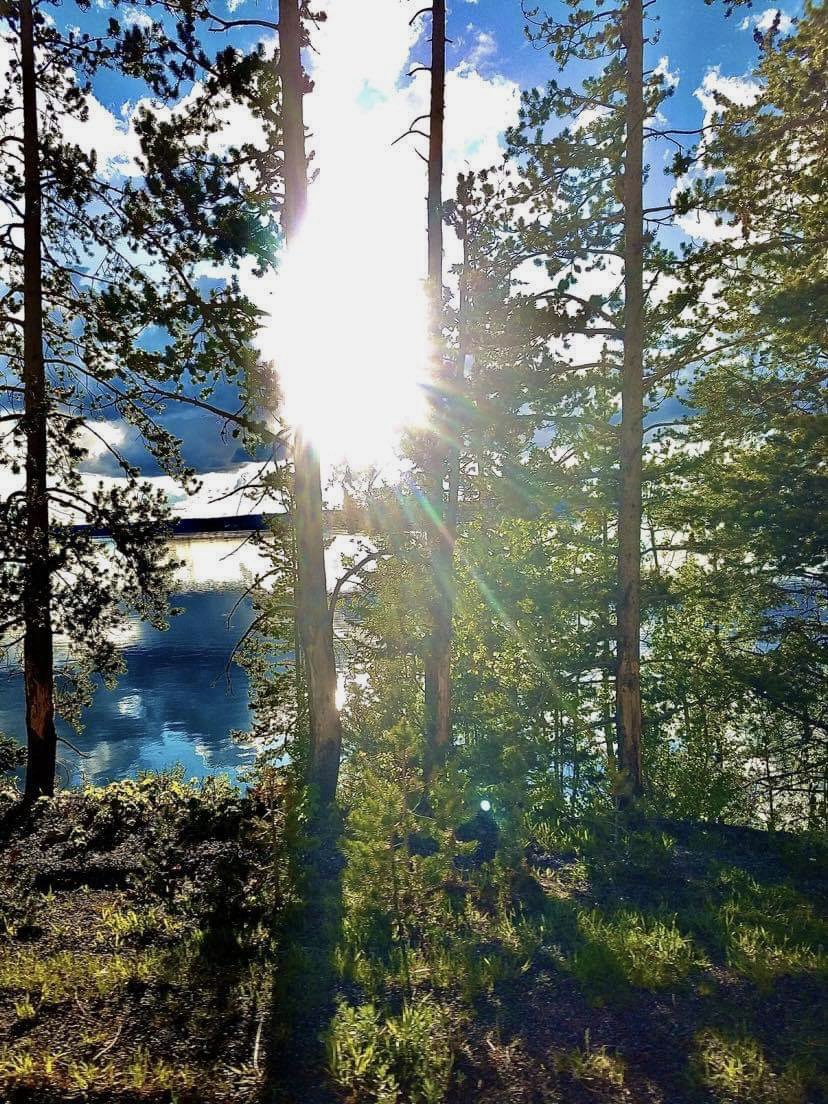 Nature is #art. Capture the beauty in it's rarest forms. #landscape  #photography #nature #naturephotography #forest