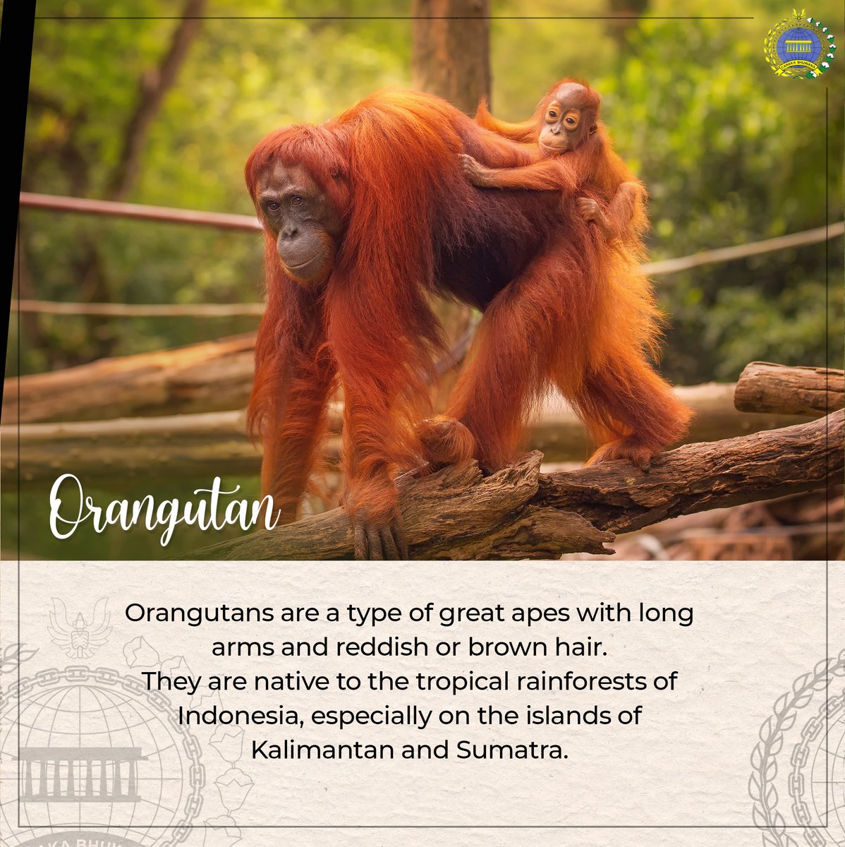 IndonesiaVanimo's tweet photo. 2021 Indonesia's Facts and Figures Series - #13 Introducing exotic animals native to Indonesia! Find out more info below! #IniDiplomasi #IndonesianWay #RintisKemajuan #IndonesiaTourism #WonderfulIndonesia #FriendsofIndonesia. https://t.co/rotn7c4E8G