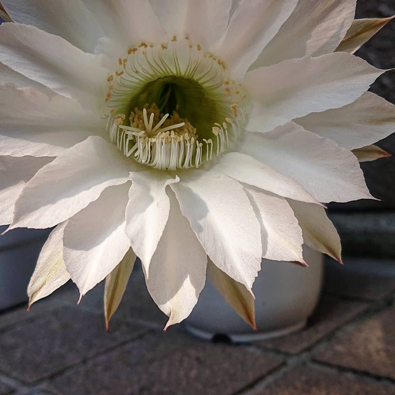 クロ サボテンの花 １日しか咲かない花 サボテンの花 １日しか咲かない花 サボテン T Co Urjh0snefn Twitter