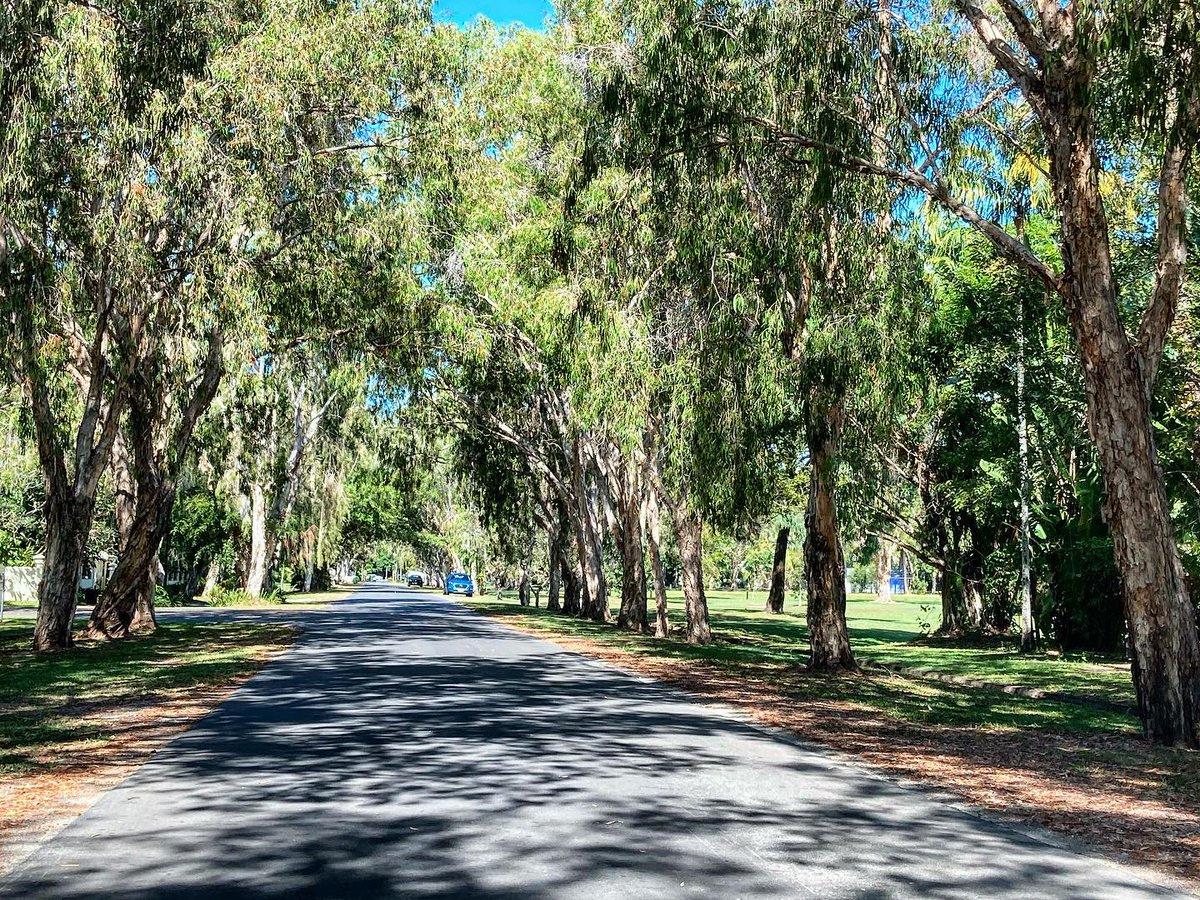 kdelarue's tweet image. A #paperbark avenue. #PortDouglas #Qld #Australia