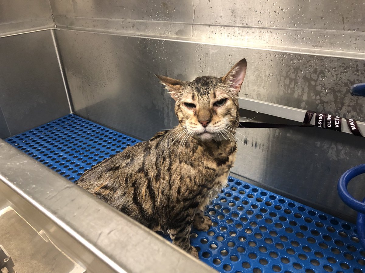 I just think everyone should see this picture of the cat I had to bathe at work