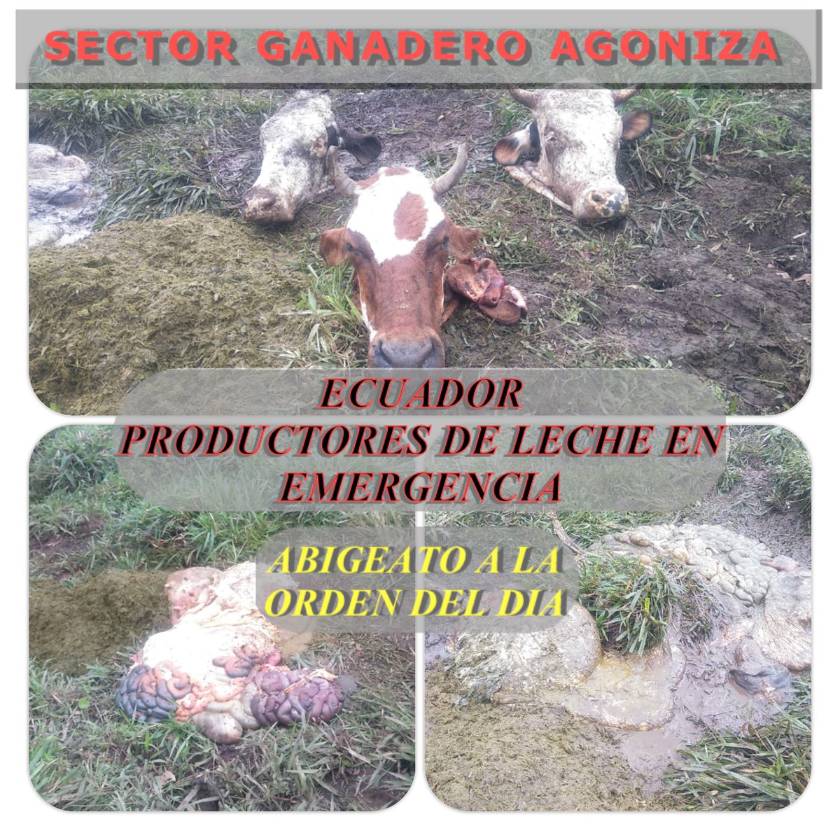 ABIGEATO IMPARABLE. Nuestra solidaridad con el sector, <a href="/LassoGuillermo/">Guillermo Lasso</a> <a href="/TanllyVera/">Tanlly Vera M.</a> <a href="/AgriculturaEc/">Agricultura, Ganadería y Pesca Ecuador 🇪🇨</a> <a href="/PoliciaEcuador/">Policía Ecuador</a>  <a href="/FiscaliaEcuador/">Fiscalía Ecuador</a>, NO A LA INSEGURIDAD Y VULNERABILIDAD D LA GANADERIA, el verdadero campo poniendo en riesgo la integridad d sus ganaderos y animales para defenderse