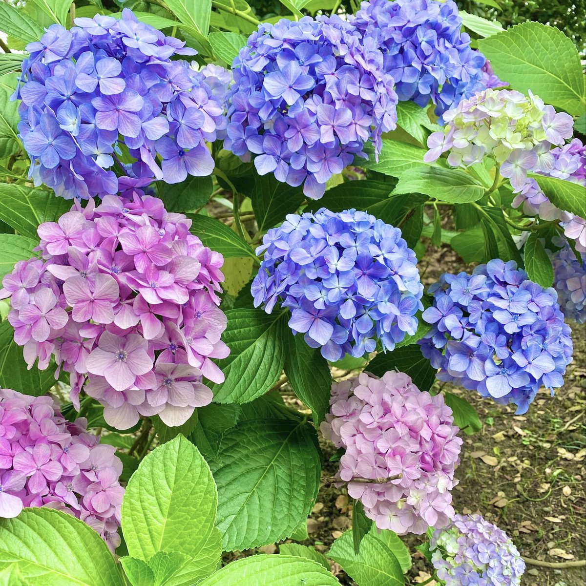 龍谷大学広報 V Twitter 梅雨といえば紫陽花 大宮キャンパスで 綺麗な紫陽花が咲いています 雨の日も 雨粒で輝いてとっても綺麗です Ryukokuuniversity 龍谷大学 大宮キャンパス 紫陽花 あじさい 梅雨 龍谷大学広報 V Twitter 梅雨といえば紫陽花 大宮キャンパスで 綺麗な紫陽花が咲いています 雨の日も 雨粒で輝いてとっても綺麗です Ryukokuuniversity 龍谷大学 大宮キャンパス 紫陽花 あじさい 梅雨