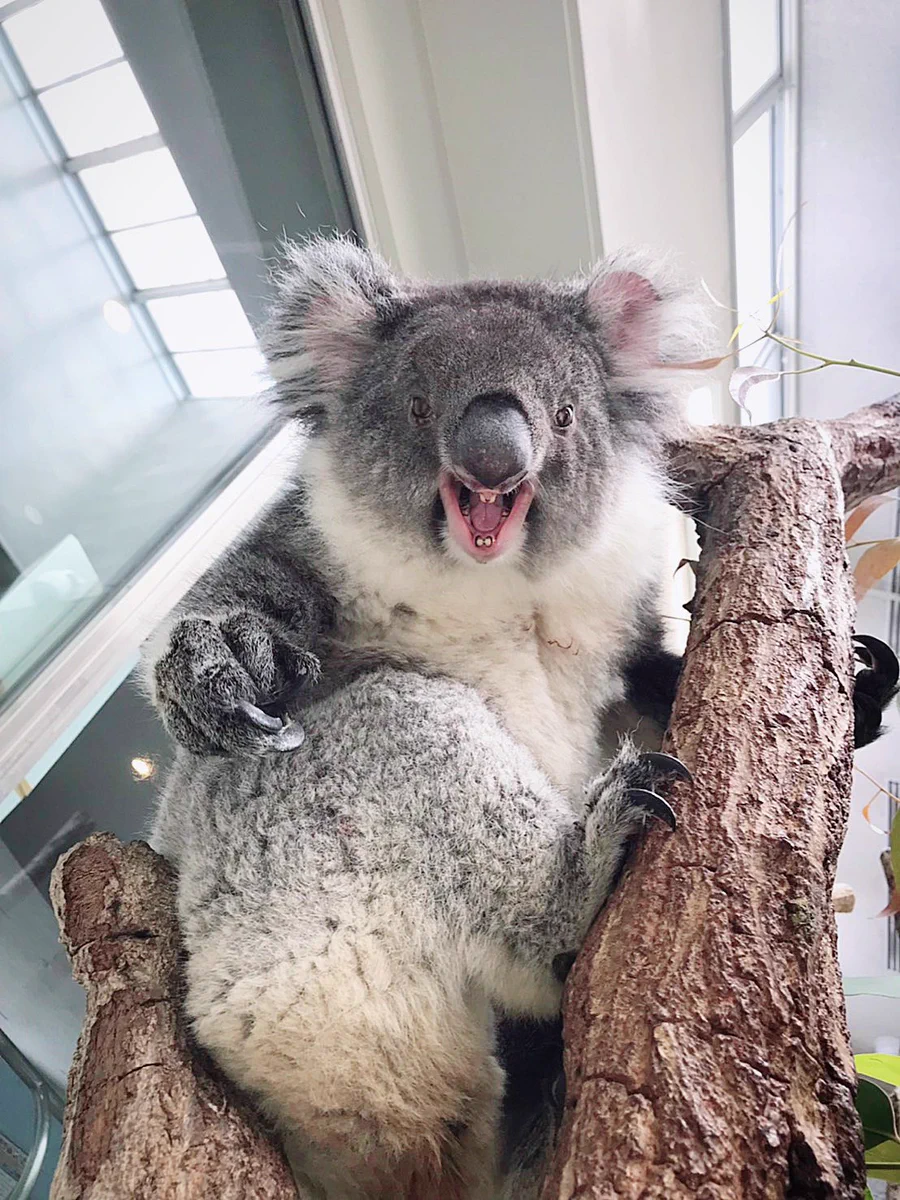 淡路ファームパーク・イングランドの丘から！コアラのメスがこの顔の時は「近づくな」のサインですw
