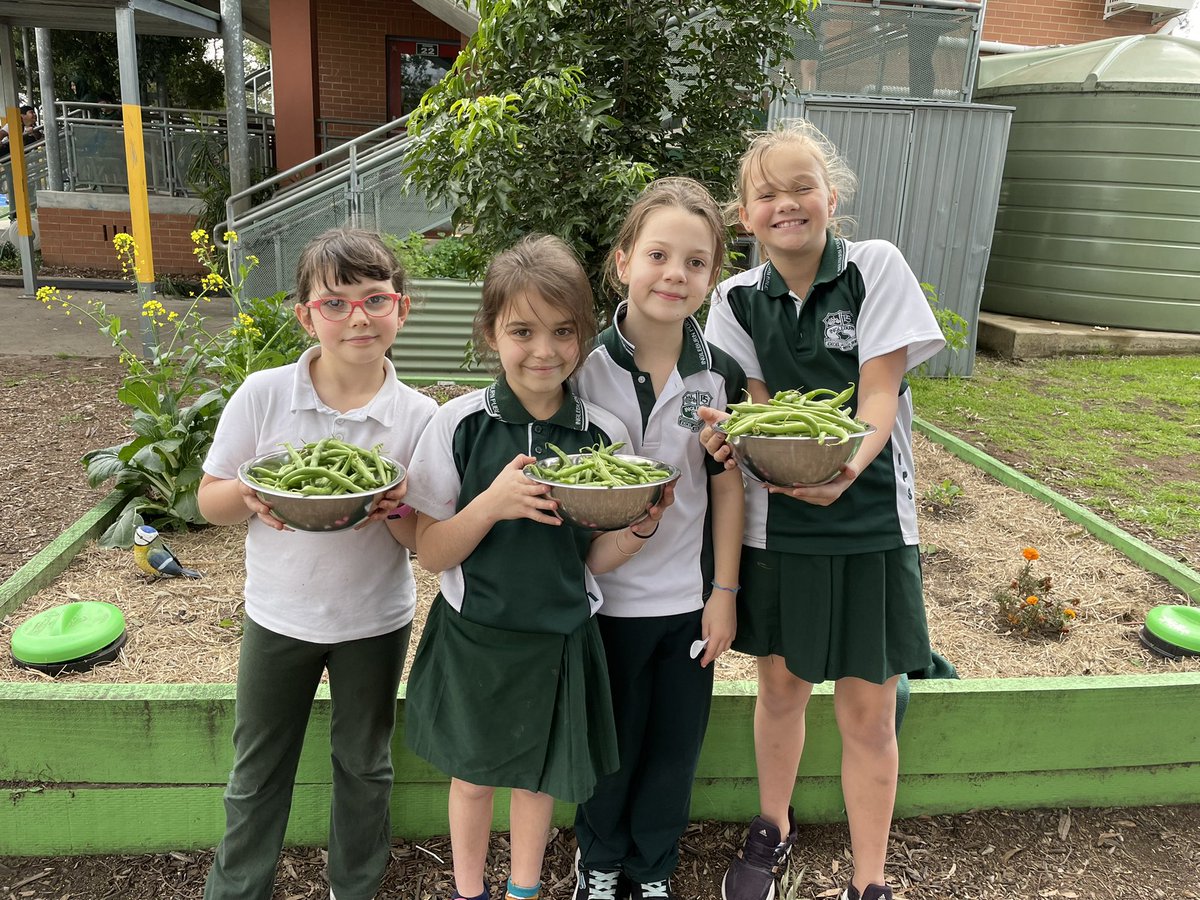 These helpful students harvested loads of green beans at lunch today 🌱 <a href="/IngleburnPs/">Ingleburn PS</a>