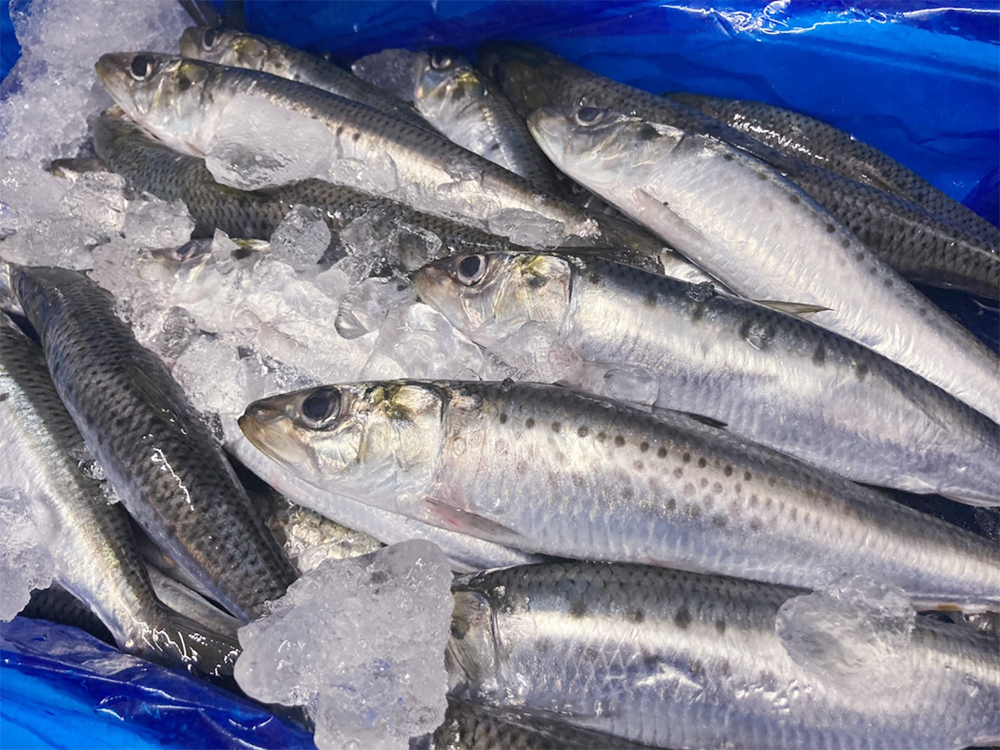 魚七鮮魚店 稲毛直売所 銚子直送 旬の入梅イワシ 脂のり抜群の真イワシをフライ定食で お刺身盛りで 御来店お待ちしております 稲毛 稲毛グルメ 魚七鮮魚店 魚料理 鮮魚居酒屋 魚 ランチ 定食 限定 イワシ 産直鮮魚 T Co 魚七鮮魚店 稲毛直売所 銚子直送 旬の入梅イワシ 脂のり抜群の真イワシをフライ定食で お刺身盛りで 御来店お待ちしております 稲毛 稲毛グルメ 魚七鮮魚店 魚料理 鮮魚居酒屋 魚 ランチ 定食 限定 イワシ 産直鮮魚 T Co