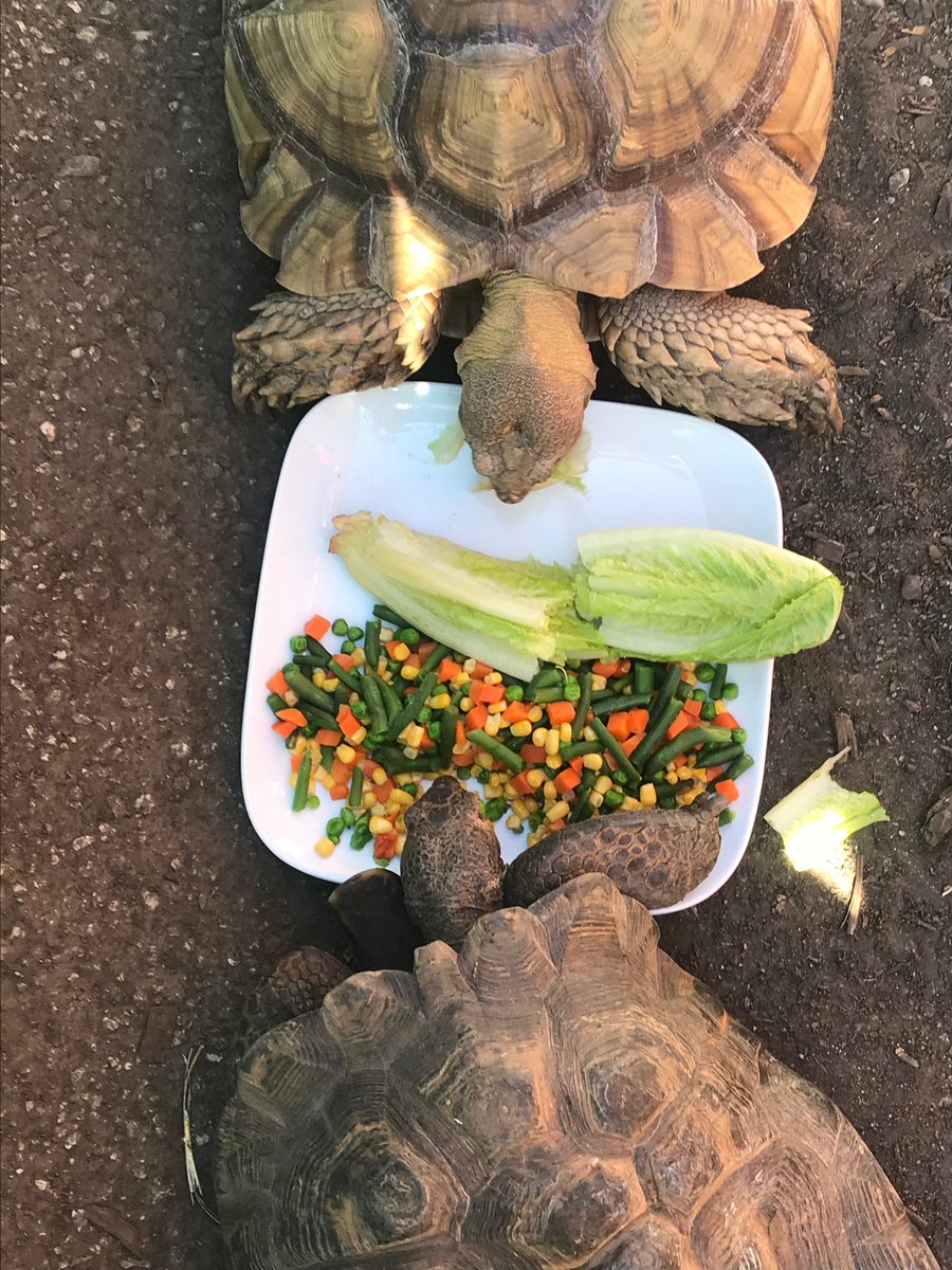 SLO17A81's tweet photo. During agricultural class at our Devonshire PAL center, our turtles got a date night! Teaching kids about turtles ๐ข is so much fun! #devonshirePals #agriculture #turtles #kids #havingfun #learning https://t.co/3rUyDzJjUx