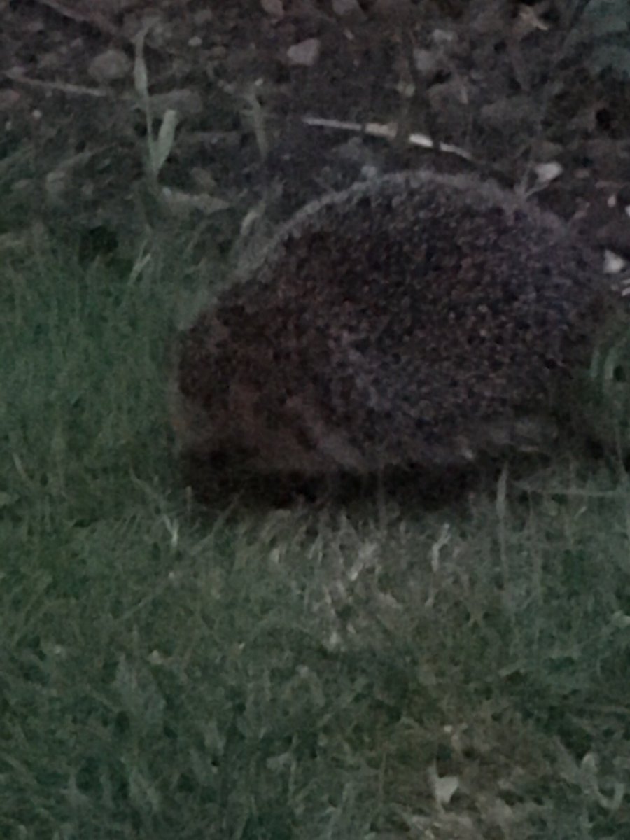 katieallcorn's tweet photo. @hedgehogsociety @veggiefoods DONE ✔️ hedgehog 🦔 https://t.co/w6QgRz1ggu
