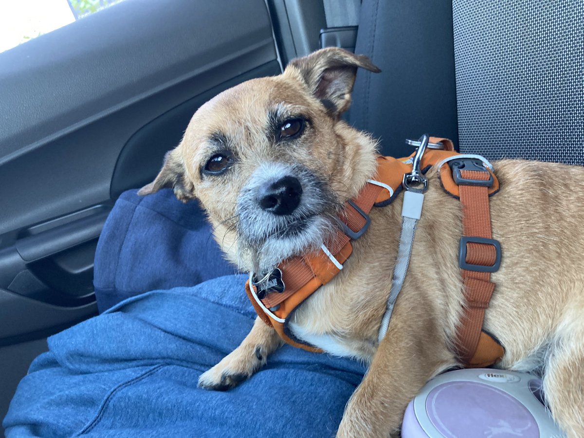 Happy Wednesday! <a href="/Sagan34/">Sagan</a> #PuppyLove #Dog #DogFriend #BestBoy <a href="/roncallan/">ron callan</a>