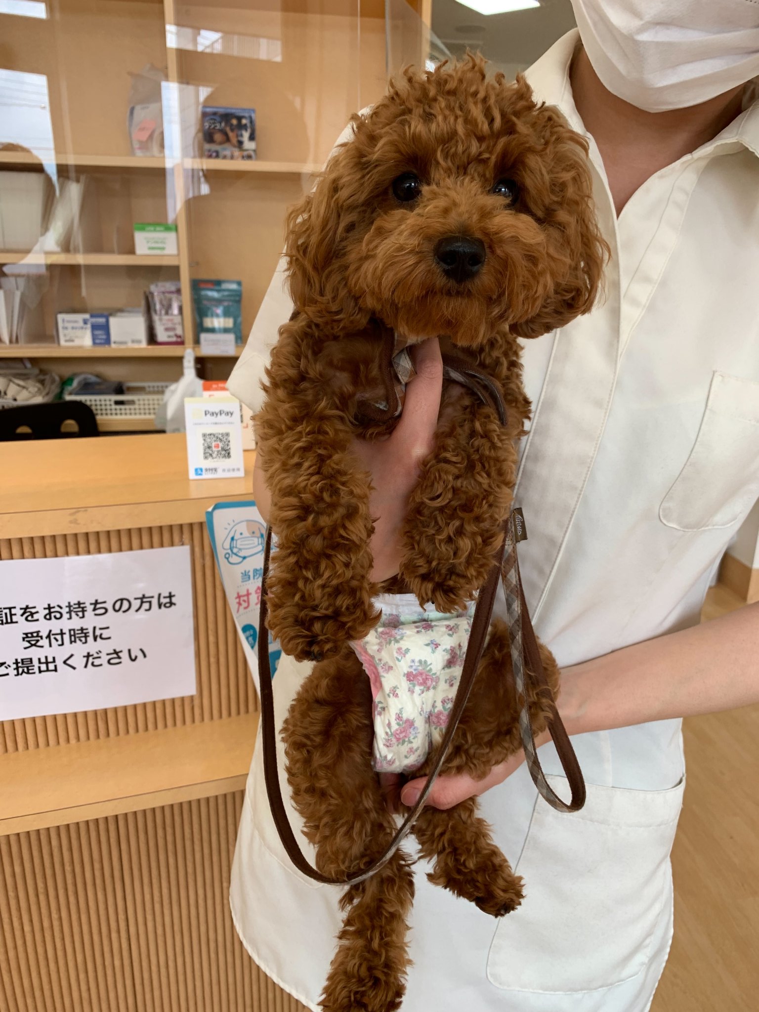 トイプードルのココ 今日はトリミングの日です 生理始まってしまいましたが 預かってくれるということで パパにお願いしました 所在なさげなお顔 苦笑 頑張れここたん 仕上がりが楽しみ トイプードル トイプー トリミング 犬好きさんと繋がり