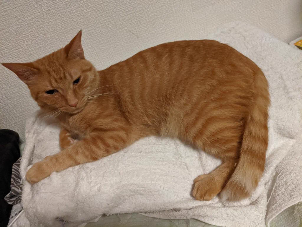 @ponpon_2501 どこの猫も同じですね！ 