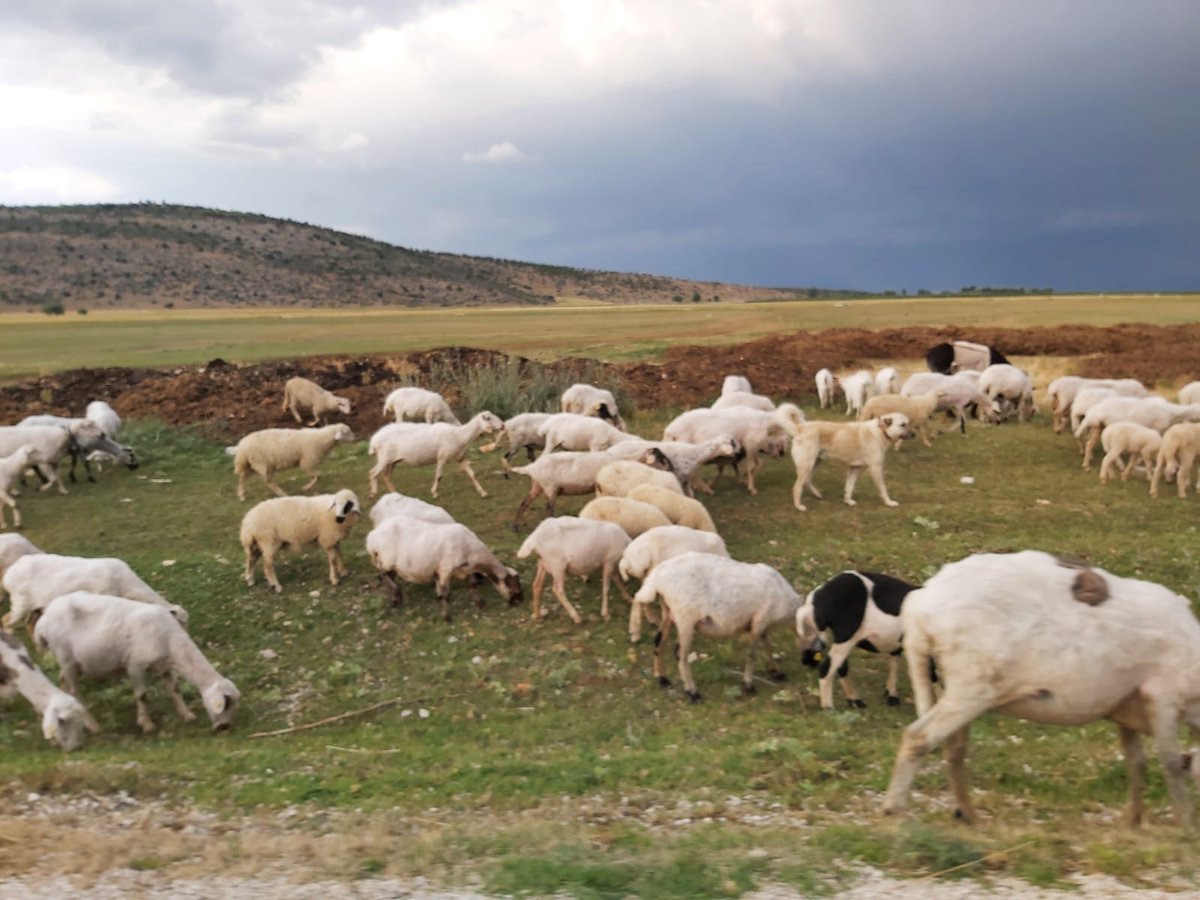Anamas'ın kekik kokulu yaylası sende
Kan kırmızı güllerin âlâsı sende
Halı dokur kızlarımız sevdası sende
Sevgi dolu gönüller diyarısın Isparta
...
Zeki Uysal 

Yer: Isparta 
Fotoğraflar: Cihangir Çelik <a href="/CihangirHoca80/">Cihangir</a> #Isparta