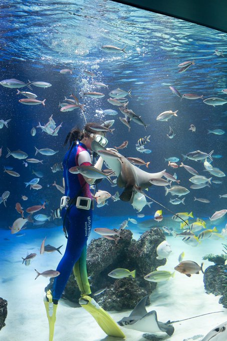 サンシャイン水族館のtwitterイラスト検索結果