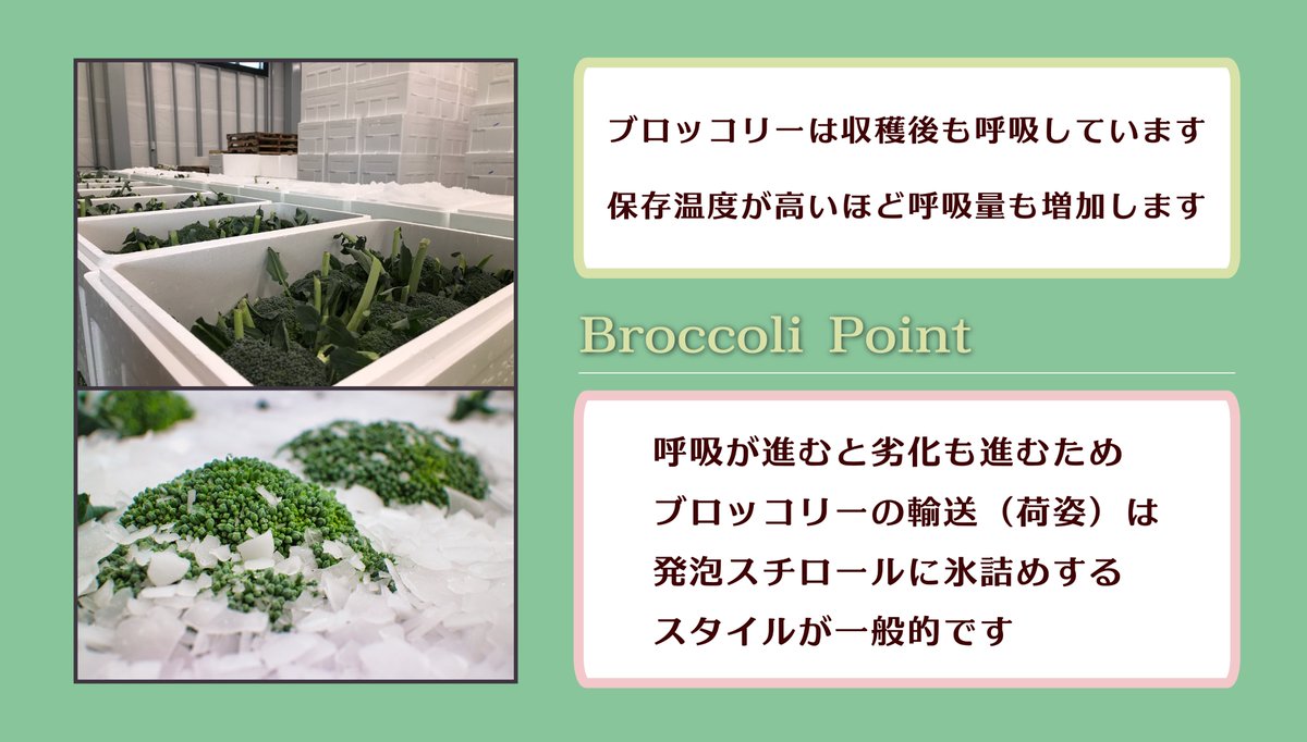 ブロッコリーから変なニオイ 漬物臭 がするのは が原因だった ブロッコリー農家の解説がわかりやすい Togetter ブロッコリーから変なニオイ 漬物臭 がするのは が原因だった ブロッコリー農家の解説がわかりやすい Togetter