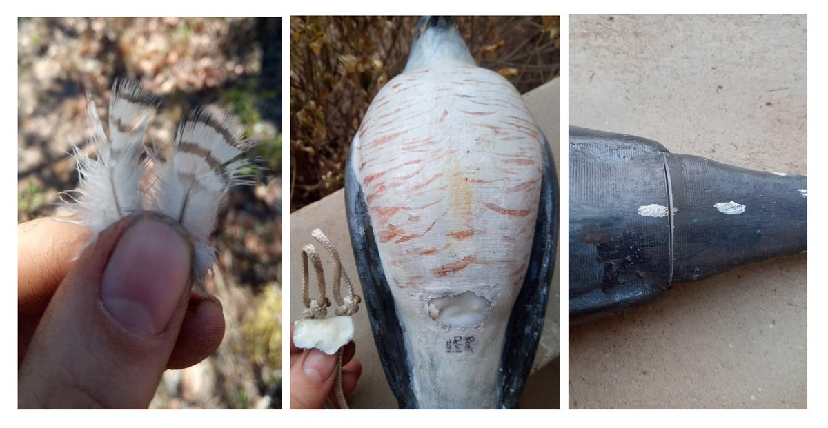 Who's responsible for all this damage? And why? Find out in my #Evol2021 talk at 10.10am EDT, in the host-parasite session...