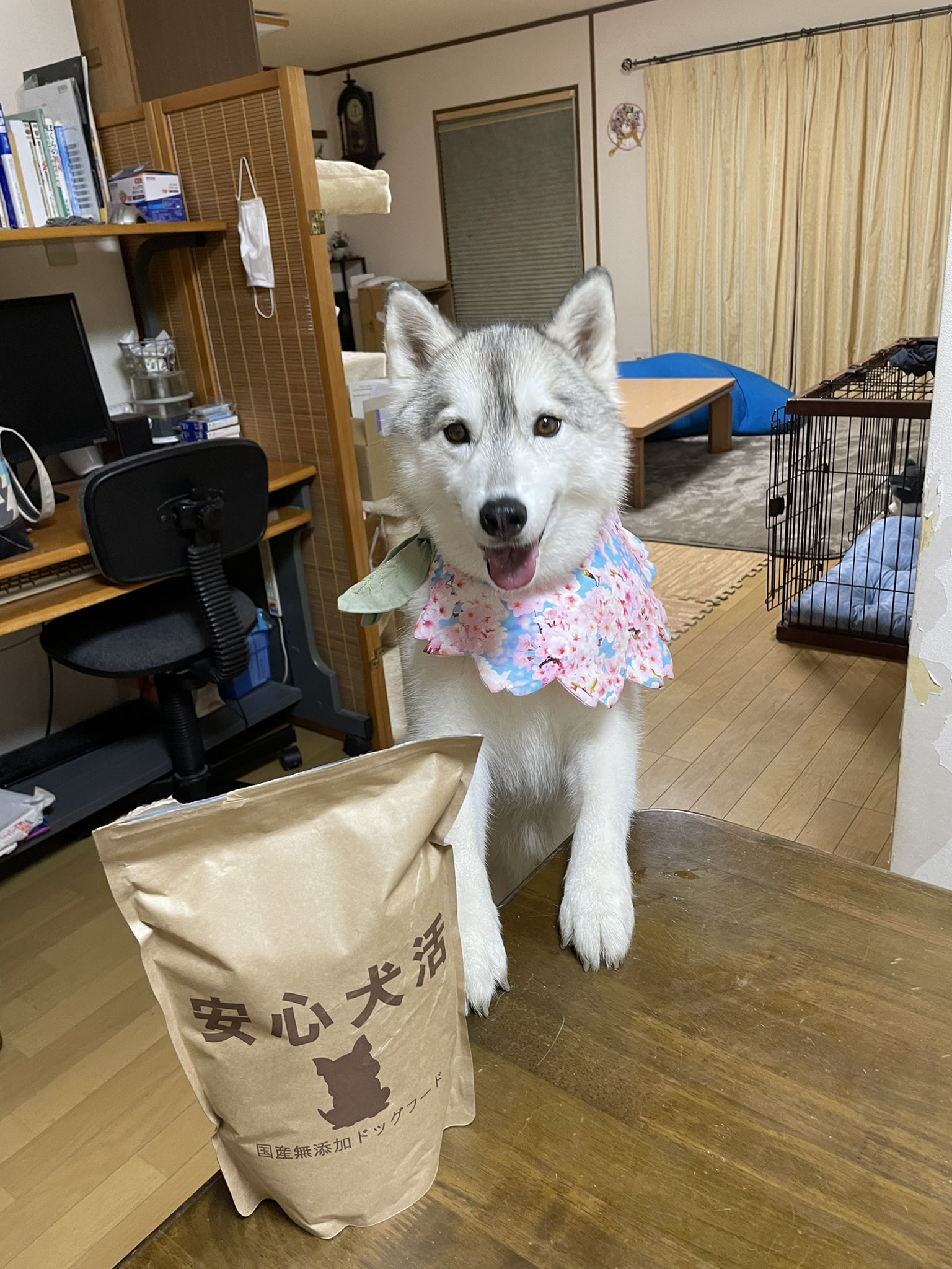 かもしか うちの子に安心犬活を食べさせてみました 素朴な見た目をしていますが いざあげてみるとペロリと完食 とても食いつきが良く大満足な様子でした あんなに食べたのにまだ欲しそうな顔でジーっと見てくる 笑 公式サイト T Co