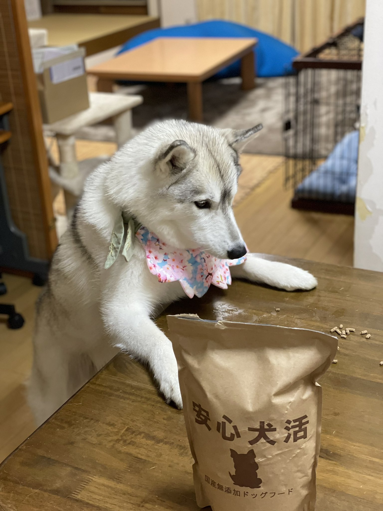 かもしか うちの子に安心犬活を食べさせてみました 素朴な見た目をしていますが いざあげてみるとペロリと完食 とても食いつきが良く大満足な様子でした あんなに食べたのにまだ欲しそうな顔でジーっと見てくる 笑 公式サイト T Co