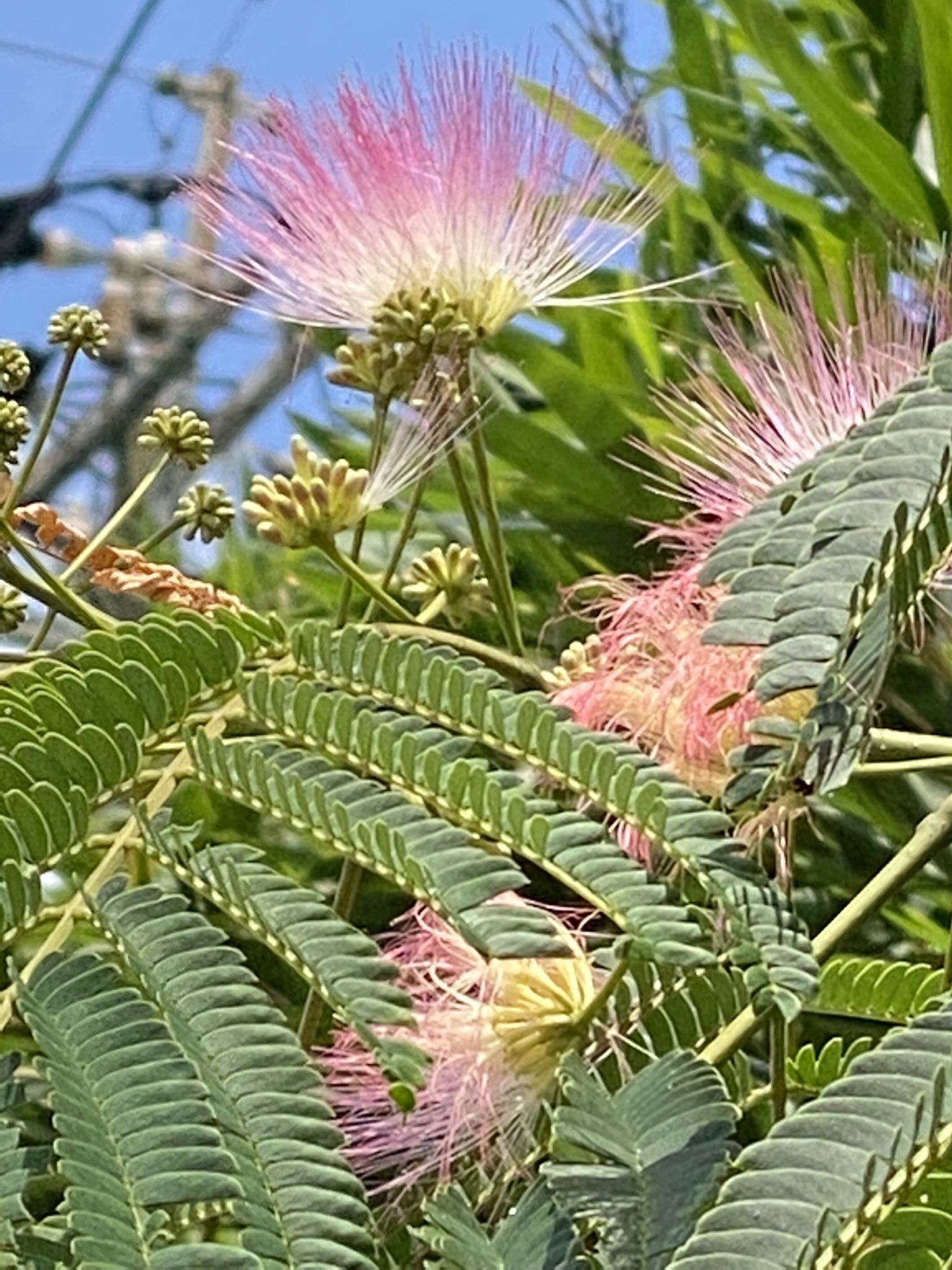 加進悦子 夕空 合歓木 こんばんは お疲れ様です 合歓の木の花があちこちで 咲いている 合歓の木の木は高いので なかなか写真が撮れないのが残念 花言葉は この手をのばせば 手を伸ばしても届かない合歓の木 小さい頃はこの葉で遊んだけどな 今日も沢山の