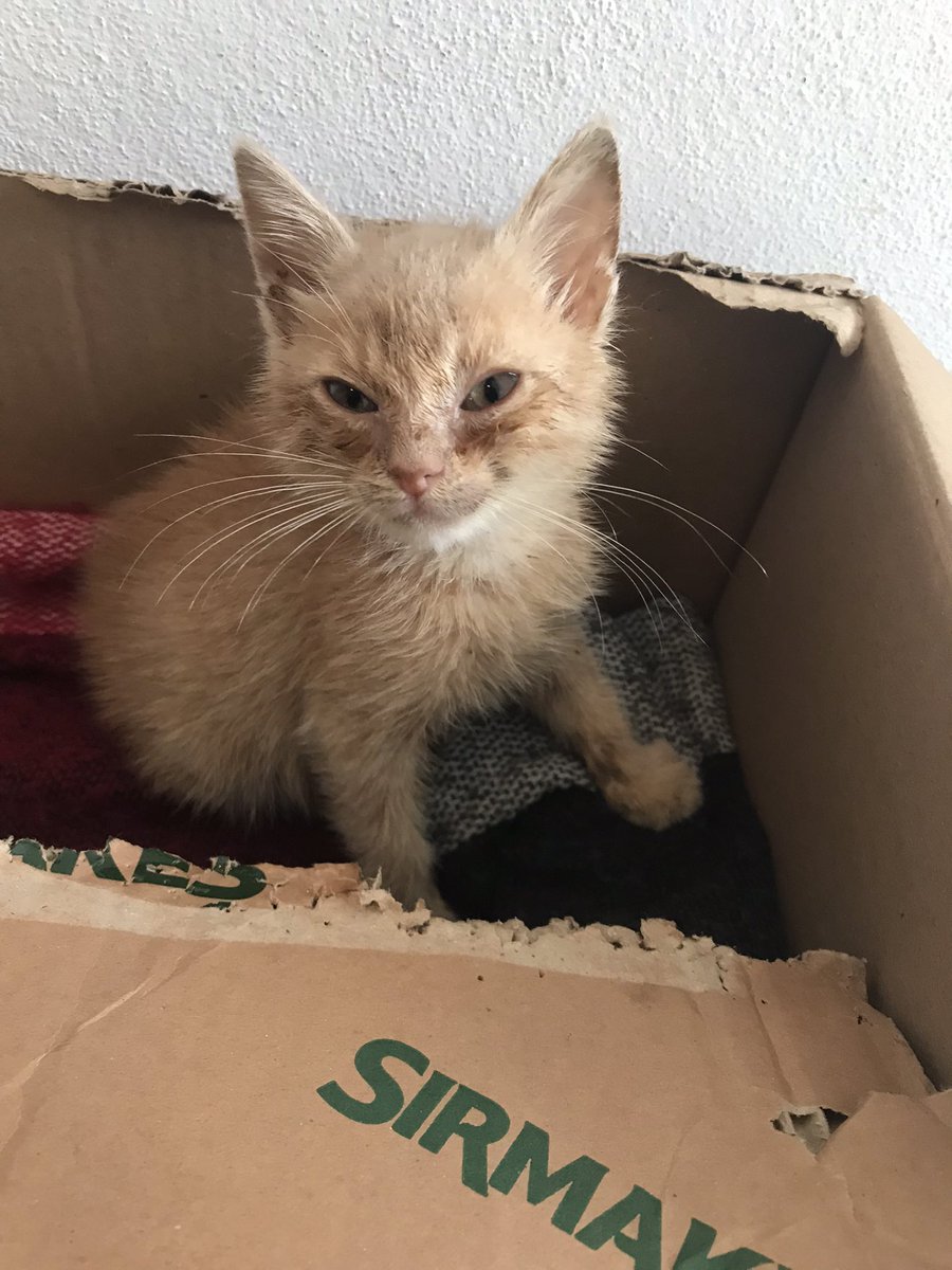 Bu bir sahiplendirme ilanıdır. Sokaktan kurtarıldı şimdi kendine yuva arıyor. Paylaşır mısınız? (İstanbul)