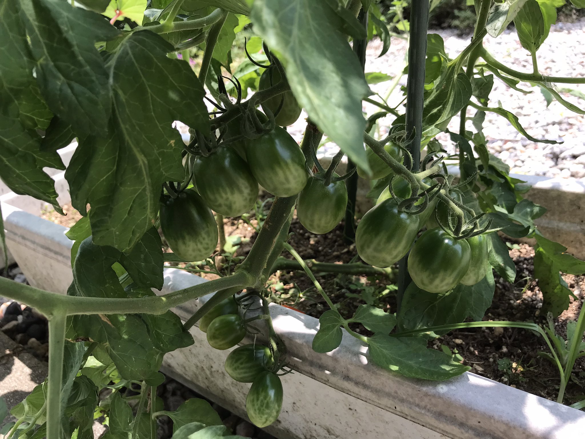 きよ 家庭菜園 トマト パプリカ ピーマン順調に成長してます 2年前くらいからめちゃくちゃピーマン 好きになりました 家庭菜園 ピーマン好き T Co Pdn0ebbw2c Twitter