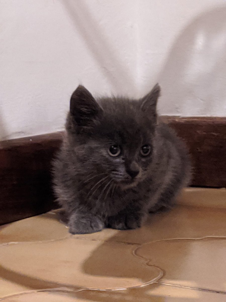 nanamisimp4ever's tweet image. ‼️ATTENZIONE‼️
Questo gattino è stato trovato abbandonato e adesso sta cercando casa,si fa accarezzare ed è molto socievole e non presenta problemi! Si trova a Frosinone ma non ci sono problemi per il trasporto a Roma in caso, se siete interessati scrivetemi in dm!
Fate girare 🥺