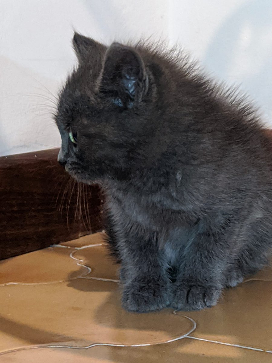 nanamisimp4ever's tweet image. ‼️ATTENZIONE‼️
Questo gattino è stato trovato abbandonato e adesso sta cercando casa,si fa accarezzare ed è molto socievole e non presenta problemi! Si trova a Frosinone ma non ci sono problemi per il trasporto a Roma in caso, se siete interessati scrivetemi in dm!
Fate girare 🥺