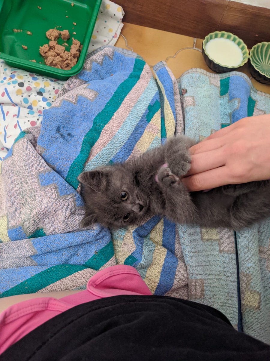 nanamisimp4ever's tweet image. ‼️ATTENZIONE‼️
Questo gattino è stato trovato abbandonato e adesso sta cercando casa,si fa accarezzare ed è molto socievole e non presenta problemi! Si trova a Frosinone ma non ci sono problemi per il trasporto a Roma in caso, se siete interessati scrivetemi in dm!
Fate girare 🥺