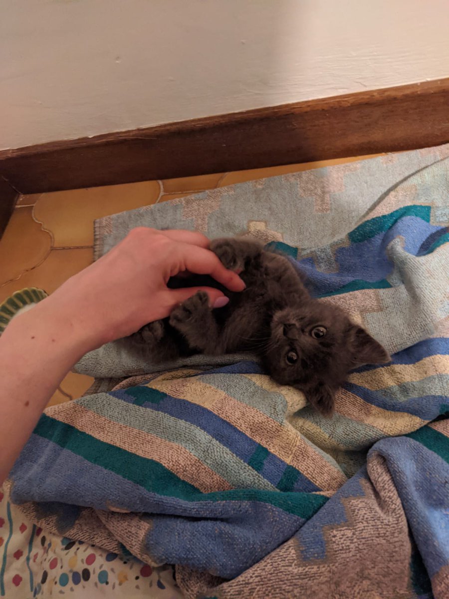 nanamisimp4ever's tweet image. ‼️ATTENZIONE‼️
Questo gattino è stato trovato abbandonato e adesso sta cercando casa,si fa accarezzare ed è molto socievole e non presenta problemi! Si trova a Frosinone ma non ci sono problemi per il trasporto a Roma in caso, se siete interessati scrivetemi in dm!
Fate girare 🥺