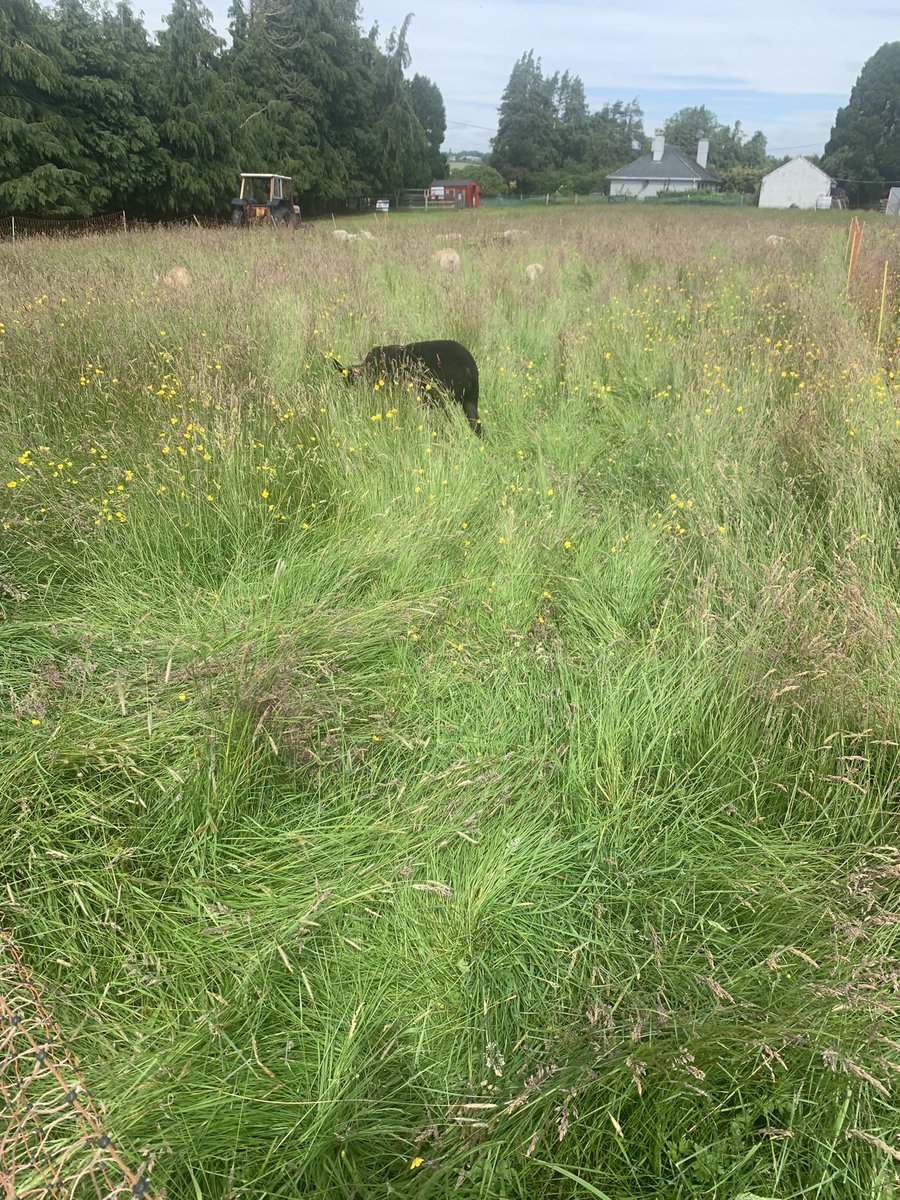 MagnersFarm's tweet photo. Yesterday and today… #sheepwork https://t.co/AdH2Wpf4Md