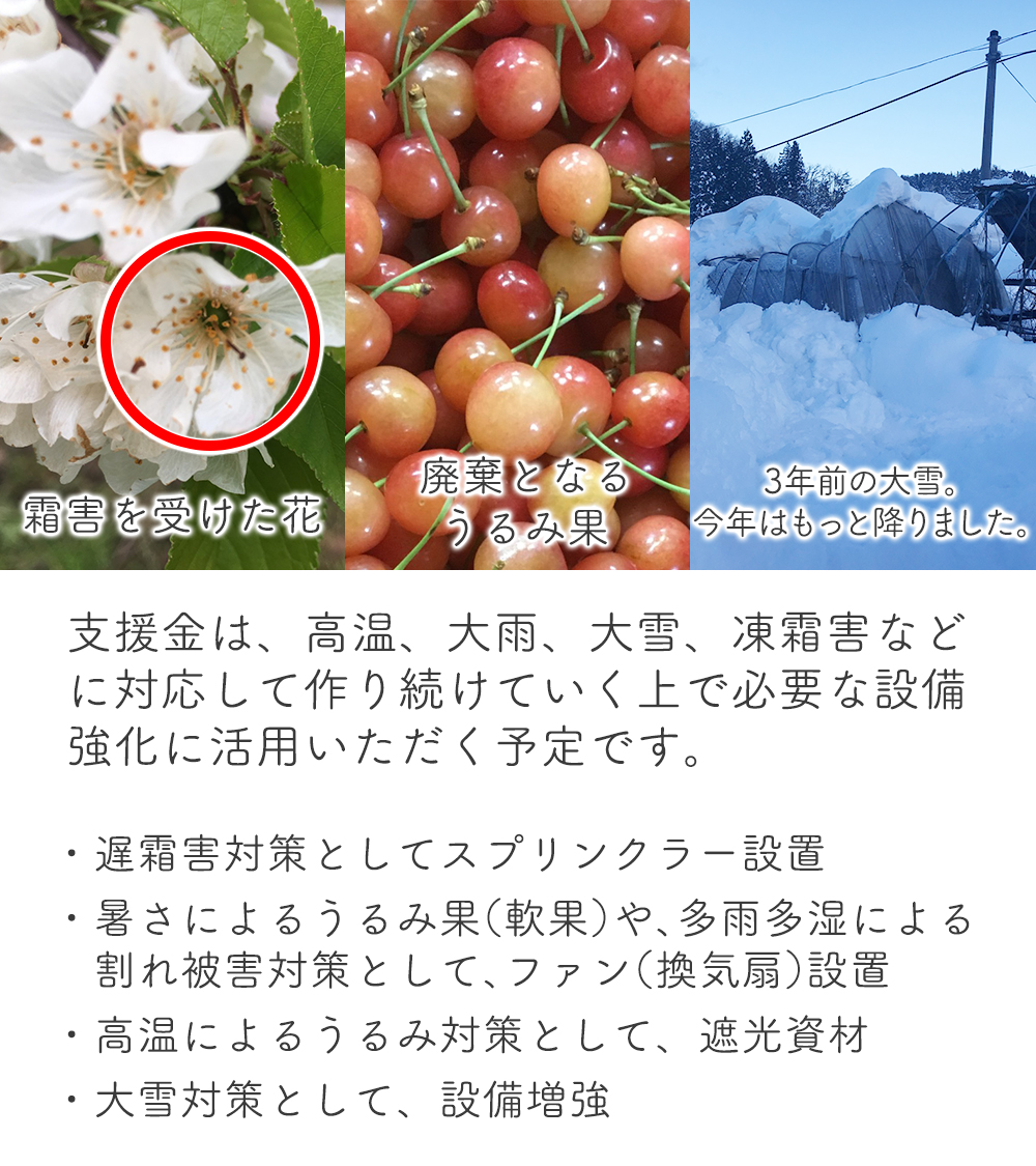 らでぃっしゅぼーや 公式 山形では 今年の霜害を機に離農される方もいると聞きます らでぃっしゅぼーやの農産担当は 遠くない将来 さくらんぼが食べられなくなる時代が来る と本気で懸念します さくらんぼ農家に作り続けてもらえるような支援を