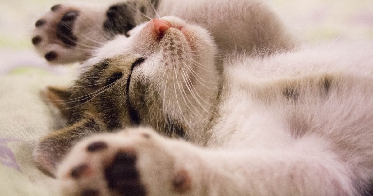 keepingpet_'s tweet photo. How cute are these little paws. 🐾🥰

#CutePaws #CatsOfTwitter #CatLovers https://t.co/tnDNFxlHbK
