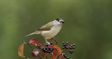 UofE_Research's tweet photo. International #research study finds that migrating #birds carry the seeds of plants in the wrong direction, to help them  cope with the changing #climate  https://t.co/0C3ycnw1JQ #ExeterEI #ClimateChange #Greenfutures https://t.co/wXkp6VKHWc