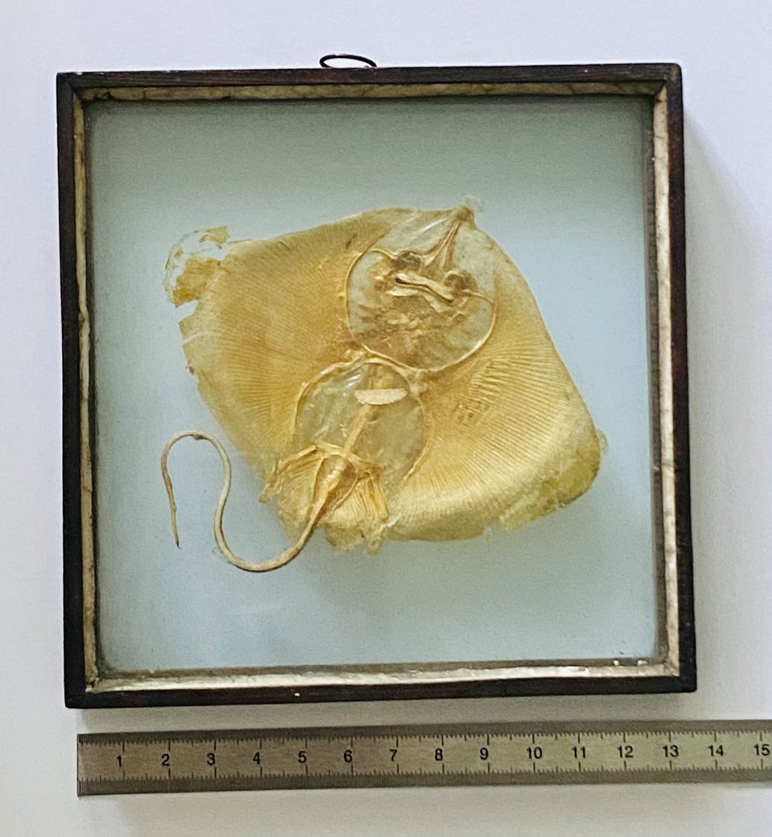 NKWaldenburg's tweet photo. Zu Hülf ihr Präparatoren, Kuratoren, Museums- und Sammlungskundige! 

Dieser junge bzw. alte (vermtl. 17./18.Jh.) Rochen wirft einige Fragen auf.
Ich suche vergleichbare Objekte + jedwedes Wissen hinsichtlich Präsentationsform/Präparation!Danke!

#Präparation #Wunderkammer #Raja https://t.co/1CRaZvKGov