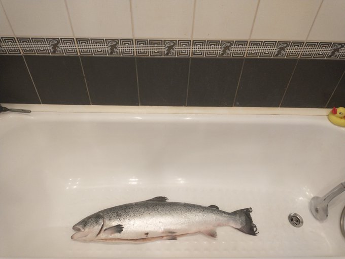 small catch for dinner https://t.co/jd37ABEgHo