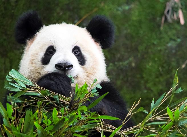 Corriere's tweet image. In uno zoo di Tokyo sono nati due panda giganti gemelli. Non era mai successo prima csera.it/dff1c7faFh