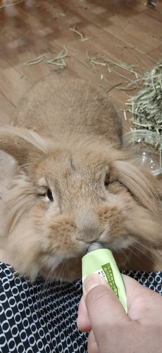 散歩道 生体販売はしておりません Quroharo Twitter